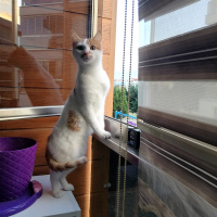 Japon Bobtail, Kedi  Bal fotoğrafı
