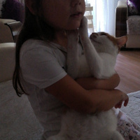 Japon Bobtail, Kedi  Bal fotoğrafı