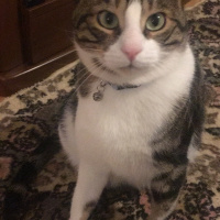 Tekir Kedi, Kedi  Max fotoğrafı