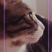 Tekir Kedi, Kedi  Max fotoğrafı