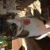 Tekir Kedi, Kedi  Max fotoğrafı