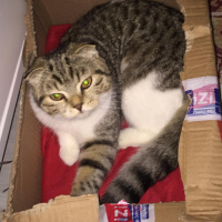 British Shorthair, Kedi  Tekir fotoğrafı