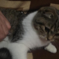 British Shorthair, Kedi  Tekir fotoğrafı