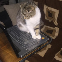 British Shorthair, Kedi  Tekir fotoğrafı