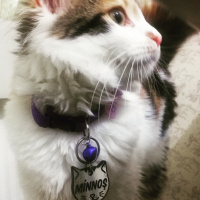 Tekir Kedi, Kedi  Minnoş fotoğrafı