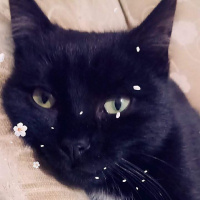 Bombay, Kedi  Kediş fotoğrafı