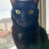Tekir Kedi, Kedi  Dişsiz fotoğrafı