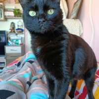 Tekir Kedi, Kedi  Dişsiz fotoğrafı