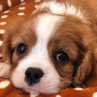 Cavalier King Charles Spanieli, Köpek  Miller fotoğrafı