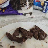 Tekir Kedi, Kedi  Lucifer fotoğrafı