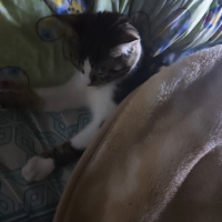 Tekir Kedi, Kedi  Lucifer fotoğrafı