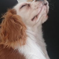 Cavalier King Charles Spanieli, Köpek  Çakıl fotoğrafı