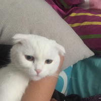 Scottish Fold, Kedi  Prenses fotoğrafı
