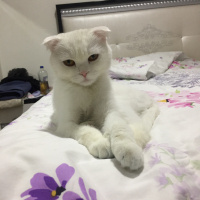 Scottish Fold, Kedi  Prenses fotoğrafı