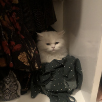 Scottish Fold, Kedi  Maria fotoğrafı