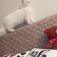 Scottish Fold, Kedi  Maria fotoğrafı