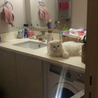 Scottish Fold, Kedi  Maria fotoğrafı