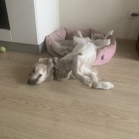 Golden Retriever, Köpek  Şarap fotoğrafı
