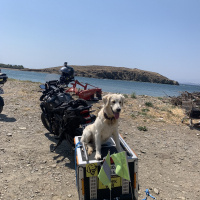 Golden Retriever, Köpek  Şarap fotoğrafı