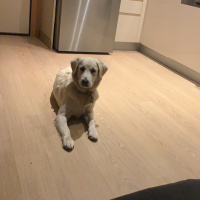 Golden Retriever, Köpek  Şarap fotoğrafı