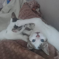 Tekir Kedi, Kedi  BENEK-TAVŞAN fotoğrafı