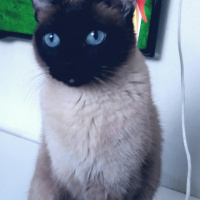 Siyam Kedisi, Kedi  Maya fotoğrafı