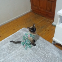 Siyam Kedisi, Kedi  Maya fotoğrafı