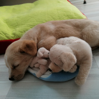 Golden Retriever, Köpek  Bety fotoğrafı