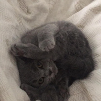 British Shorthair, Kedi  vogi fotoğrafı