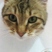 Tekir Kedi, Kedi  Osman fotoğrafı