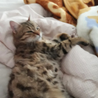 Tekir Kedi, Kedi  Osman fotoğrafı