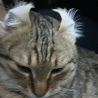 Tekir Kedi, Kedi  Osman fotoğrafı