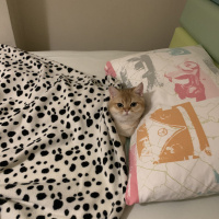 British Shorthair, Kedi  Sarmam fotoğrafı