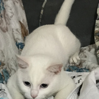 Ankara Kedisi, Kedi  Arya fotoğrafı