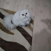Scottish Fold, Kedi  Prens fotoğrafı