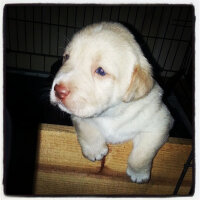 Labrador Retriever, Köpek  Çapulcu fotoğrafı