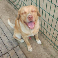 Labrador Retriever, Köpek  Çapulcu fotoğrafı