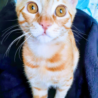Sarman, Kedi  Şero fotoğrafı