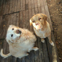 Golden Retriever, Köpek  Dedem fotoğrafı