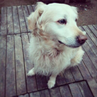 Golden Retriever, Köpek  Dedem fotoğrafı