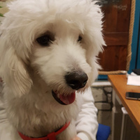 Maltese, Köpek  Barney fotoğrafı