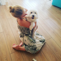 Maltese, Köpek  Barney fotoğrafı