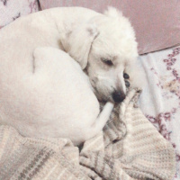 Maltese, Köpek  Barney fotoğrafı