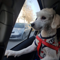 Maltese, Köpek  Barney fotoğrafı