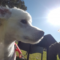 Maltese, Köpek  Barney fotoğrafı
