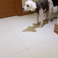 Maltese, Köpek  Barney fotoğrafı