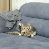 Tekir Kedi, Kedi  Püskül fotoğrafı