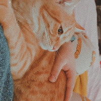 Sarman, Kedi  Şaka fotoğrafı