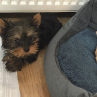 Yorkshire Terrier, Köpek  Shelby fotoğrafı