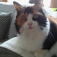 Soke, Kedi  mii fotoğrafı